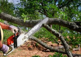 Best Tree Removal  in Little Canada, MN